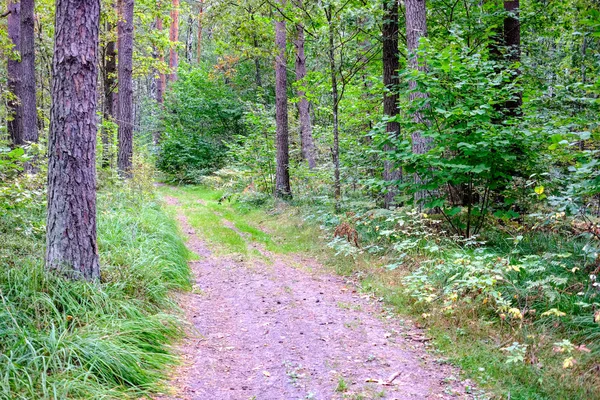 Sentier Randonnée Dans Les Bois Dans Forêt Verte Été Avec — Photo