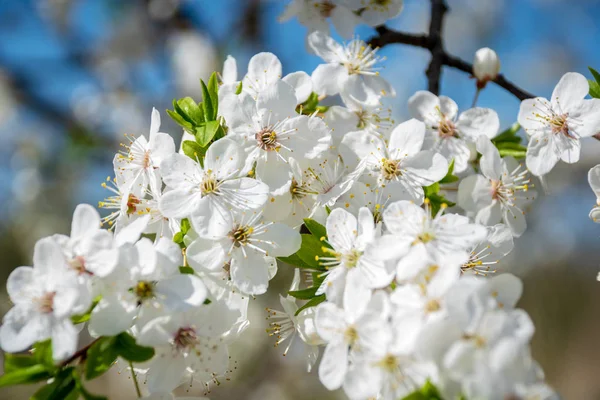 Blooming Apple Tree Early Spring Blurred Blue Sky Background — Stock Photo, Image