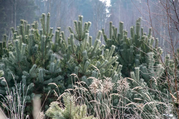 Κατεψυγμένα Βλάστηση Χειμώνα Στο Θάμπωμα Φόντου Υφή Fron Φύλλα Και — Φωτογραφία Αρχείου