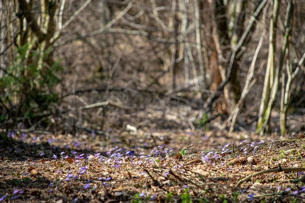 Fiori Foglia Fegato Hepatica Nobilis Primavera Letto Foresta Uno Sfondo — Foto Stock