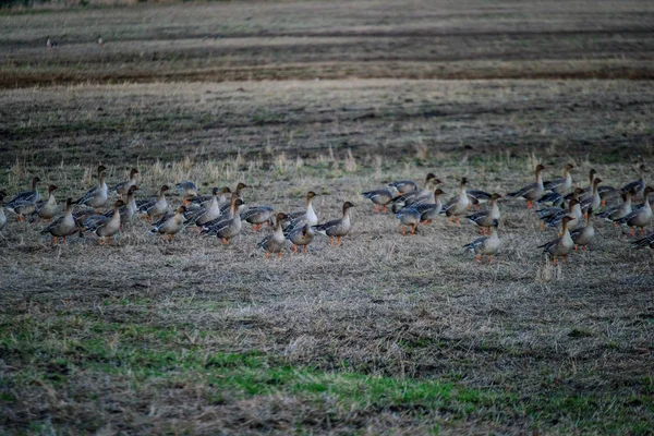 Gran Bandada Ganso Reuniéndose Campo Para Volar Hacia Sur Aves —  Fotos de Stock