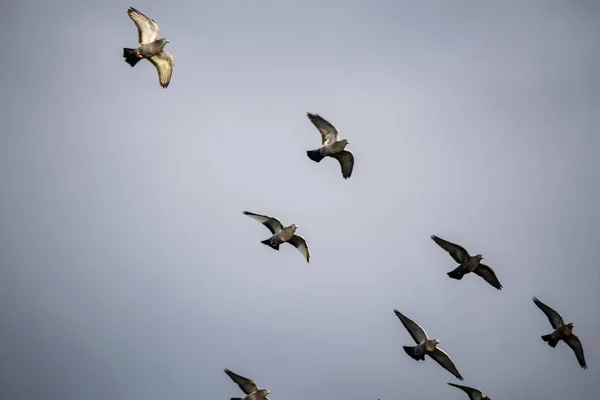 Madár Repül Égen Téli Hideg Napsütötte Jelenet Árnyékok — Stock Fotó