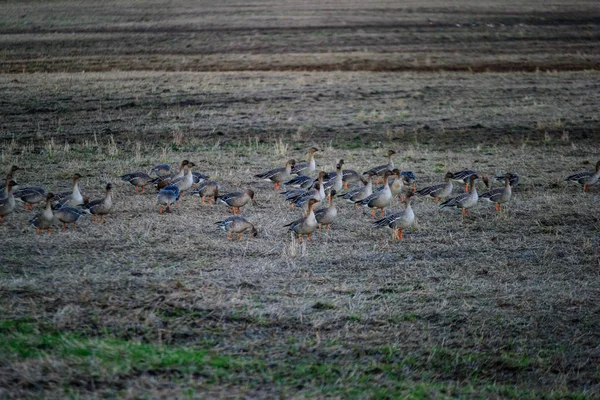 Velké Hejno Husí Shromáždění Poli Plout Jih Stěhovaví Ptáci Lotyšsku — Stock fotografie