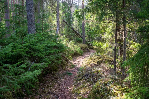 Alte Straße Wald Mit Braunen Blättern Und Dem Ersten Laub — Stockfoto