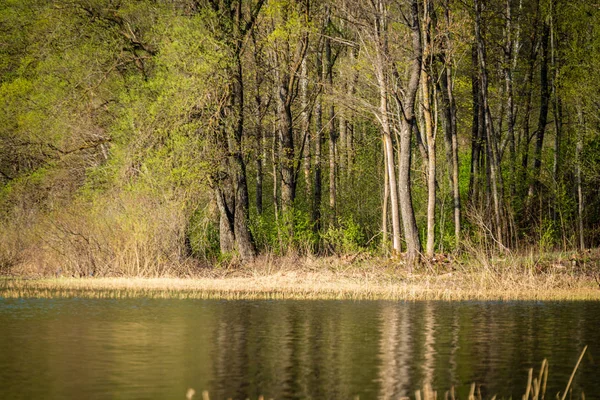 Lake Shore Grass Trees Spring Countryside Scene Clear Day — Stock Photo, Image