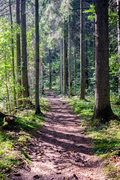 Sentiero Escursionistico Nel Bosco Nel Verde Bosco Estivo Con Luce — Foto Stock