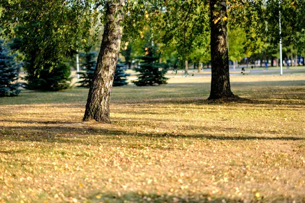 Березы Желтыми Зелеными Листьями Осеннем Парке Размытым Фоном Перед Зимой — стоковое фото