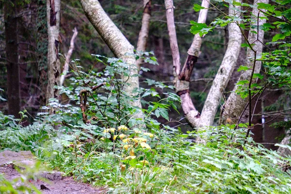 Turistaút Vezet Tátra Szlovákia Mounatin Megtekintése Késő Nyári Őszi Tiszta — Stock Fotó