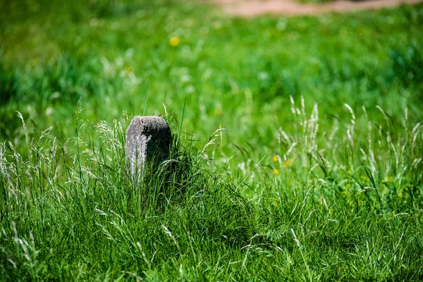 夏の明るい日差しに緑の草 — ストック写真