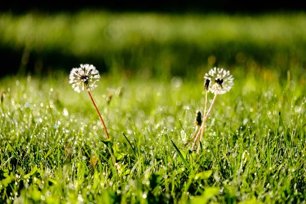 Sonbaharın Güzel Güneş Işığı Renkli Çiçeklerle Yeşil Çim Çayırda Çiğ — Stok fotoğraf