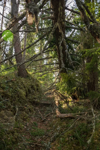 Old Road Erdő Barna Levelek Növekszik Tavaszi Napsütésben Első Lombozat — Stock Fotó