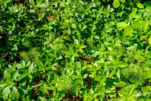 Зелена Трава Влітку Яскраве Сонячне Світло — стокове фото