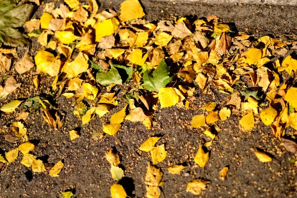 Yellow Tree Leaves Laying Asphalt Autumn Harsh Sun Light — Stock Photo, Image