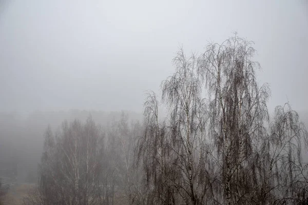 Vegetação Congelada Inverno Borrão Textura Fundo Fron Folhas Ramos Frio — Fotografia de Stock