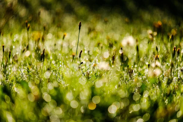 Morning Dew Drops Gren Grass Meadow Autumn Nice Sun Light — Stock Photo, Image