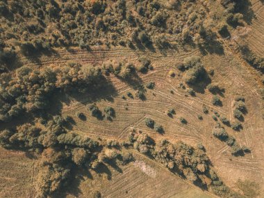 alanlar ve yalnız ağaçlar ile kırsal alanının havadan görünümü