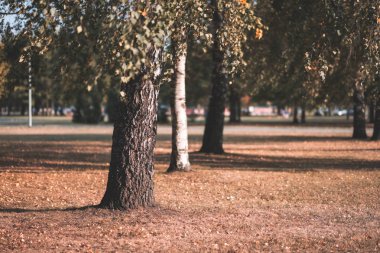 huş ağaçları Sonbahar Park sarı ve yeşil yapraklarla 