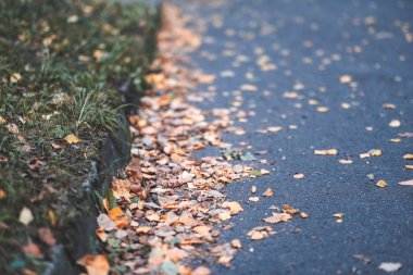 sert güneş ışığı ile sonbaharda asfalt döşeme sarı ağaç yaprak