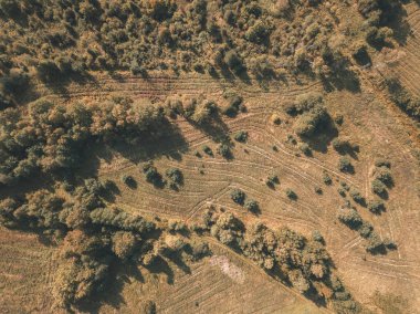 alanlar ve yalnız ağaçlar ile kırsal alanının havadan görünümü