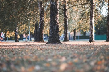 huş ağaçları Sonbahar Park sarı ve yeşil yapraklarla 