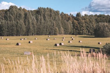kırsal orman çevresinde ve sarı çiçek çiçek açan çayır üzerinde sahasının döşeme saman rulo 