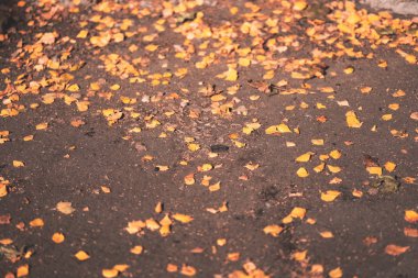 sert güneş ışığı ile sonbaharda asfalt döşeme sarı ağaç yaprak