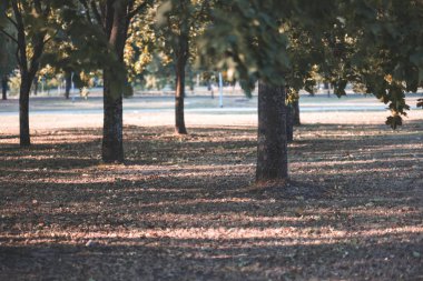 huş ağaçları Sonbahar Park sarı ve yeşil yapraklarla 