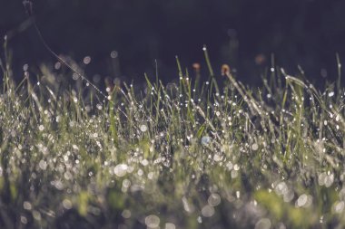 çiğ yeşil çim çayır Sonbahar sezonunda bırakır. 