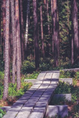 arka plan, bulutlu mavi gökyüzü ile bataklıkta ahşap patika