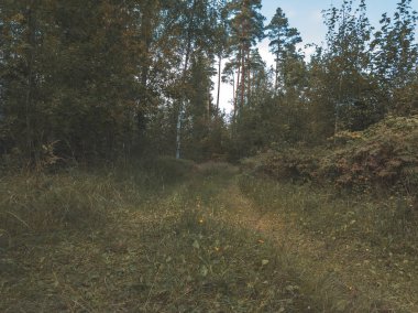 alanları ve ormanları gündüz, kırsal alanın havadan görünümü