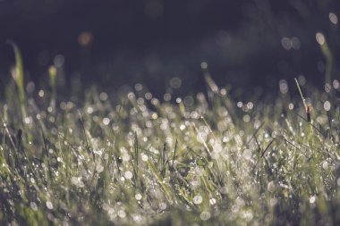 çiğ yeşil çim çayır Sonbahar sezonunda bırakır. 