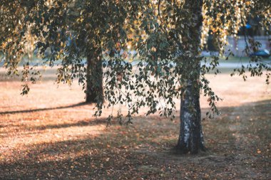 huş ağaçları Sonbahar Park sarı ve yeşil yapraklarla 