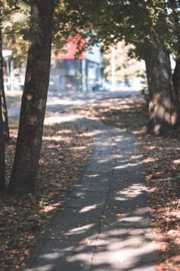 sert güneş ışığı ile sonbaharda asfalt döşeme sarı ağaç yaprak