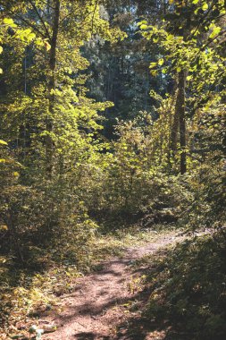 iz ahşap yeşil yaz orman güneş ışığı ile hiking