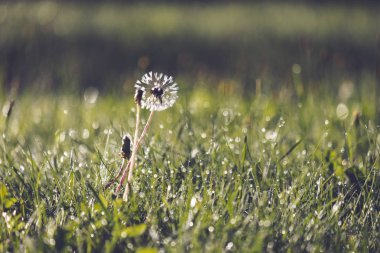 çiğ yeşil çim çayır Sonbahar sezonunda bırakır. 