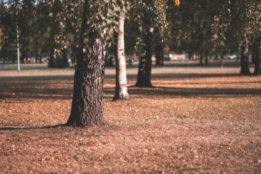 huş ağaçları Sonbahar Park sarı ve yeşil yapraklarla 