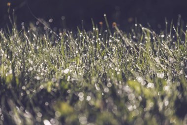 çiğ yeşil çim çayır Sonbahar sezonunda bırakır. 