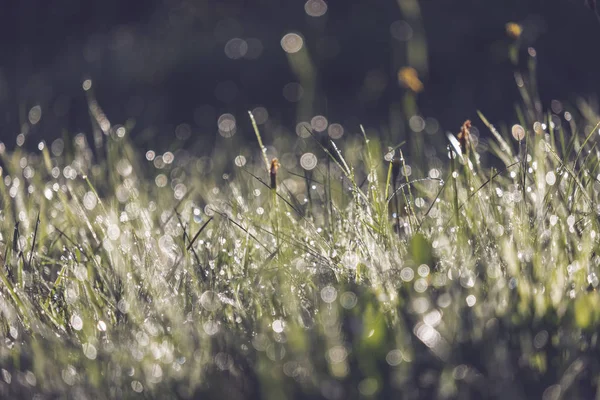Morning Dew Drops Green Grass Meadow Autumn Season — Stock Photo, Image