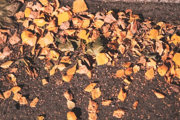 Sert Güneş Işığı Ile Sonbaharda Asfalt Döşeme Sarı Ağaç Yaprak — Stok fotoğraf