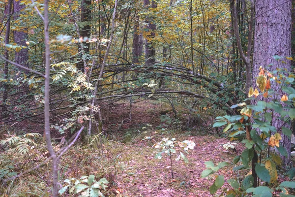 Vandringsled Trä Grön Sommar Forest Med Solljus — Stockfoto