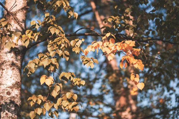 Betulle Con Foglie Gialle Verdi Nel Parco Autunnale — Foto Stock