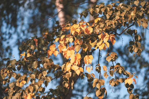 Björkar Med Gula Och Gröna Blad Höst Park — Stockfoto