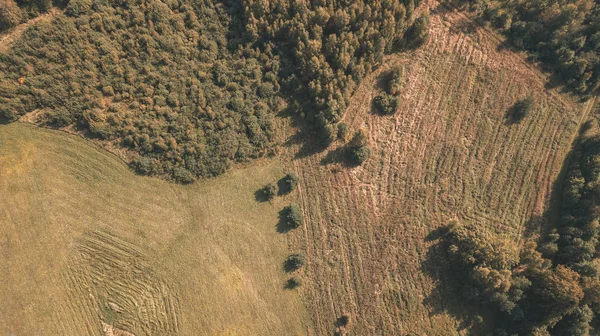 Widok Lotu Ptaka Obszarów Wiejskich Pola Samotne Drzewa — Zdjęcie stockowe