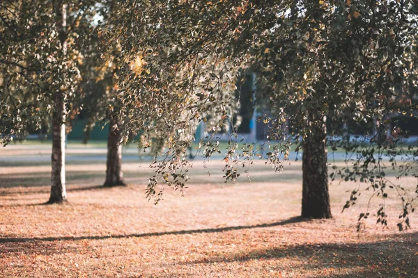 Bouleaux Aux Feuilles Jaunes Vertes Dans Parc Automne — Photo