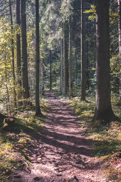 Sentier Randonnée Dans Bois Forêt Verte Été Avec Lumière Soleil — Photo