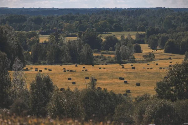 Rolki Siana Pole Wsi Łące Lasu Wokół Żółte Kwiaty Kwitnące — Zdjęcie stockowe