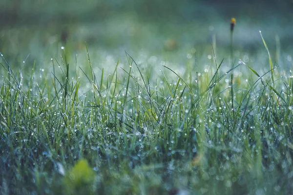秋のシーズンで緑の草の牧草地で朝露にしました — ストック写真