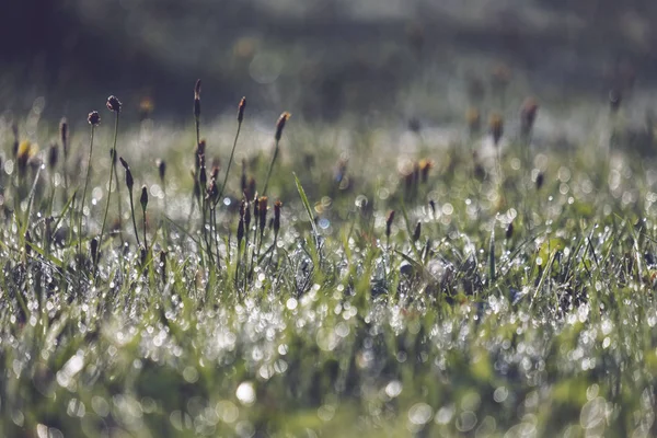 Morning Dew Drops Green Grass Meadow Autumn Season — Stock Photo, Image