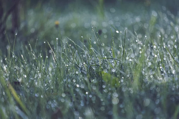 Rosée Matin Tombe Dans Prairie Herbe Verte Automne — Photo