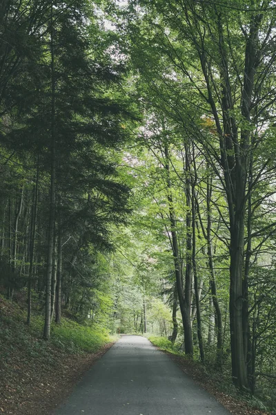 simple country gravel road in summer at countryside forest with trees